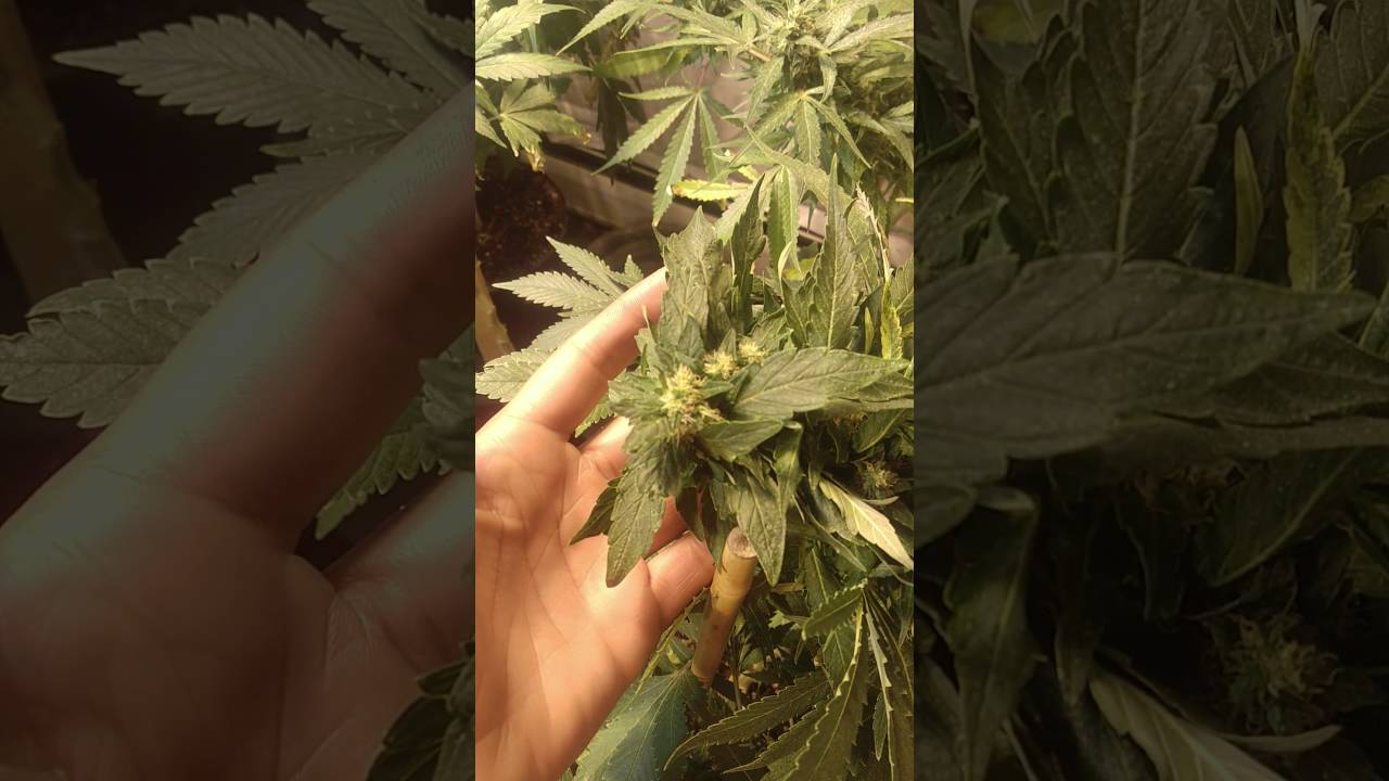 Original White Widow