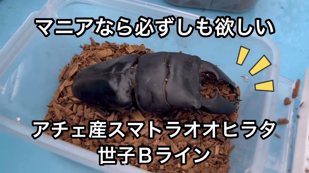 世子Bラインスマトラオオヒラタクワガタ 超有名ファミリアしょう吉様から購入 外国産クワガタの中で最も人気 大型クワガタ
