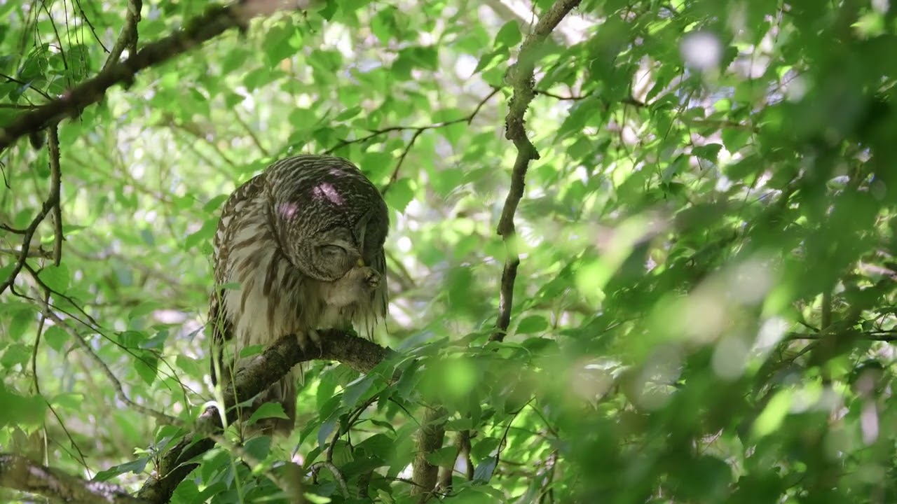 Barred Owl carries on 'neath his verdurous canopy.