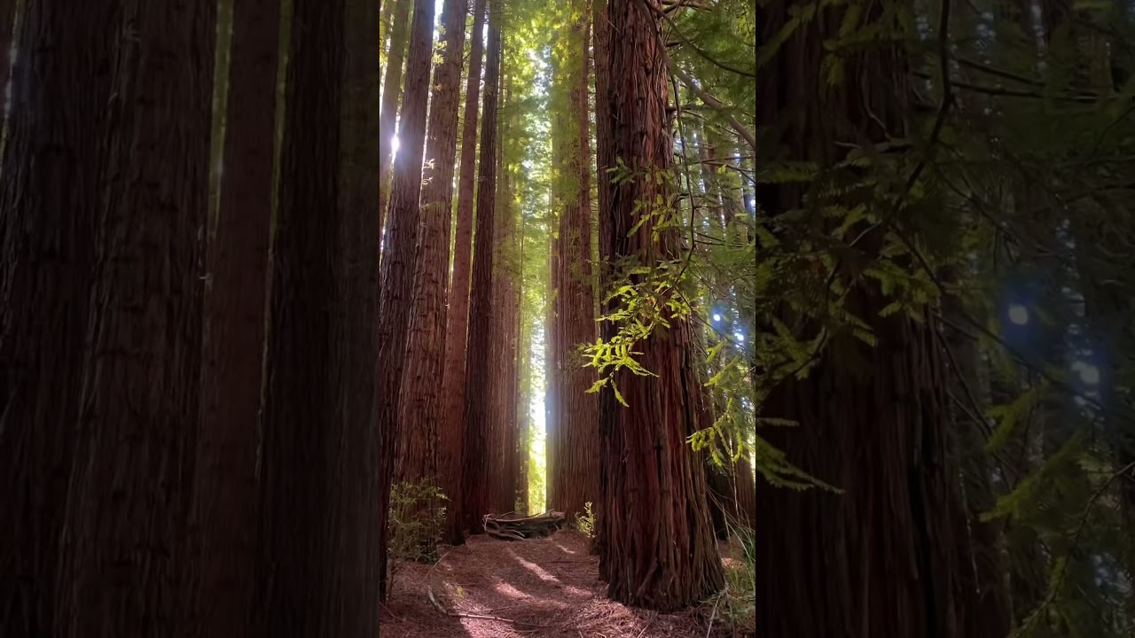Redwood forest Melbourne #redwoodforest #melbourne #warburton #viral #places #australia