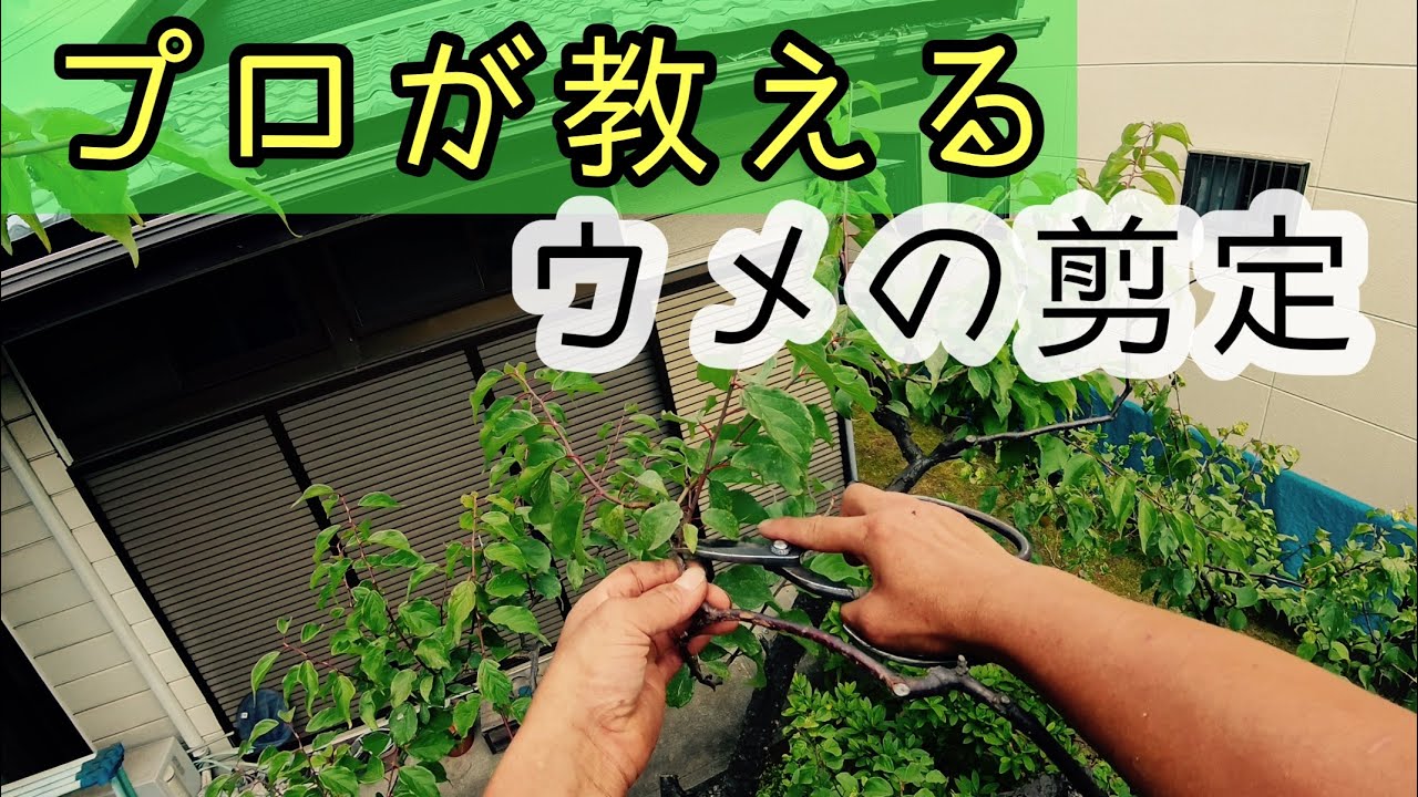 【プロが教える】ウメの剪定