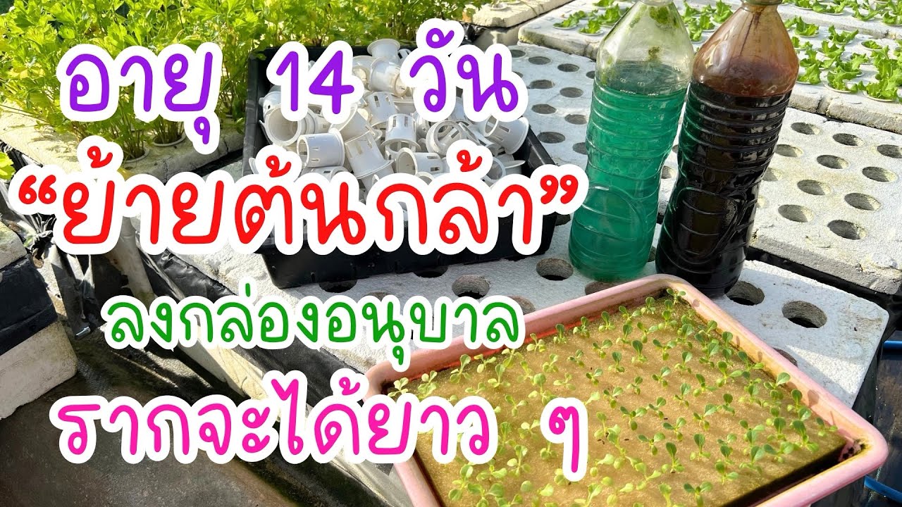 ต้นกล้าใส่ถ้วยปลูก ผสมปุ๋ยในกล่อง ย้ายลงอนุบาล #ต้นกล้า #ผักสลัด #ปลูกผักไฮโดรโปนิกส์