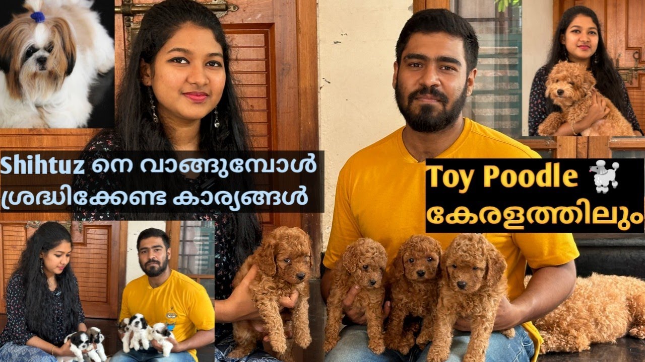 Toy ബ്രീഡുകളുടെ വീട് തിരുവനന്തപുരത്ത് 🏡...Shihtuz നെ വാങ്ങുമ്പോൾശ്രദ്ധിക്കേണ്ട കാര്യങ്ങൾ...🐩🦋