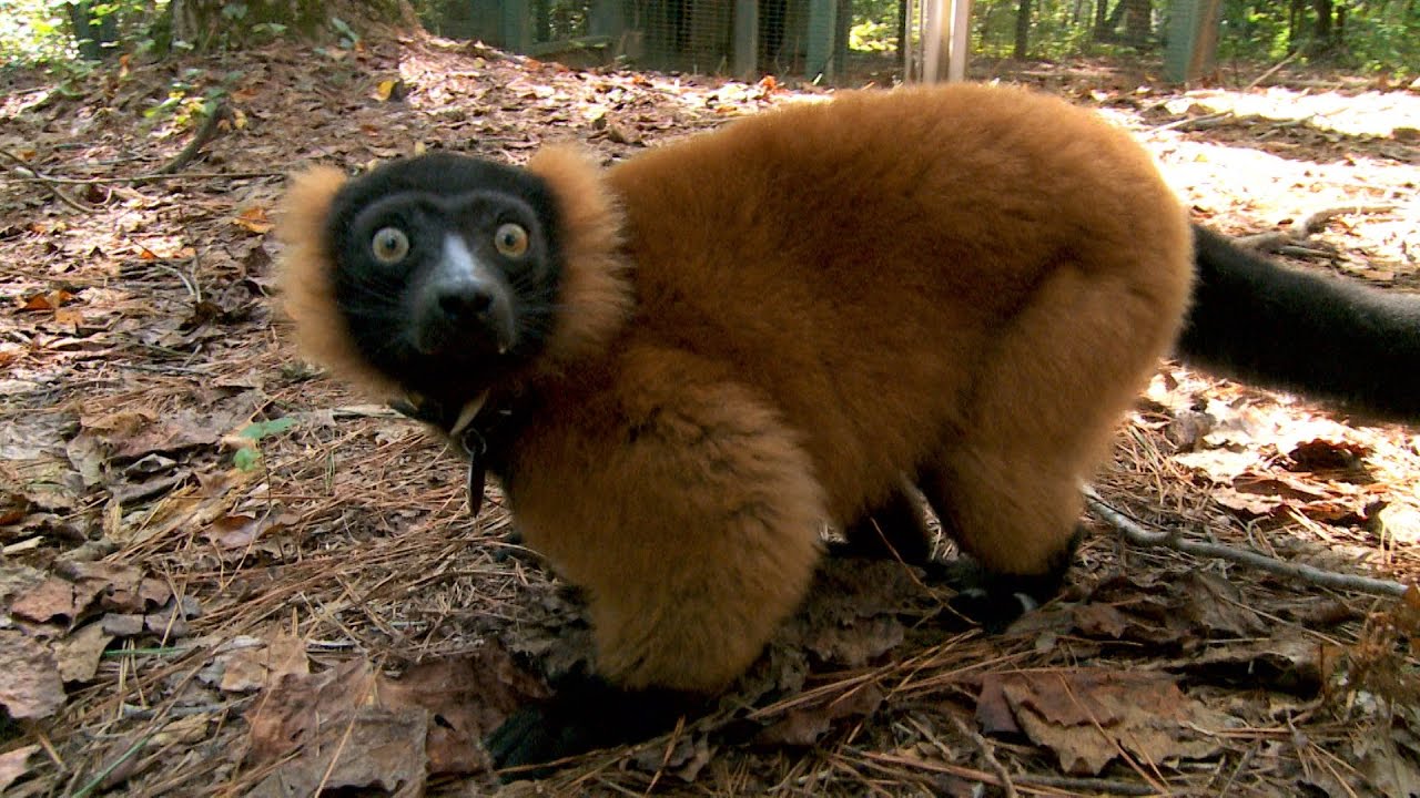Duke Lemur Center | NC Weekend | UNC-TV