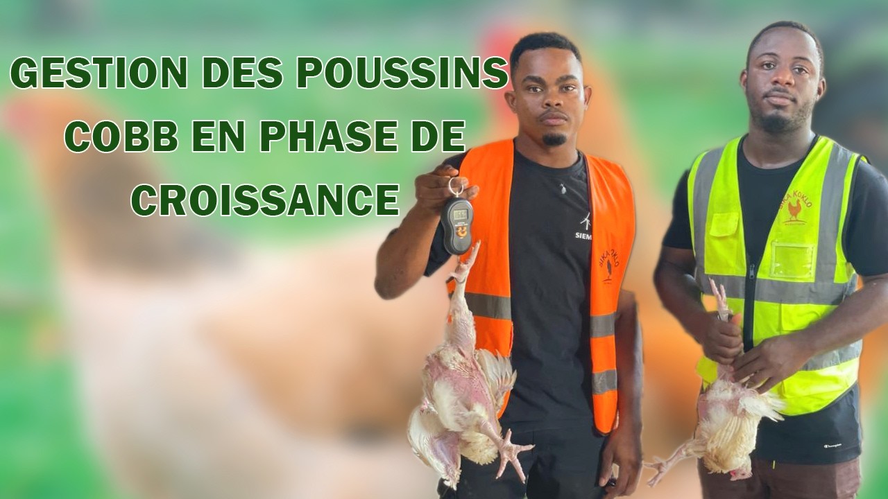 Poulet de chair: Erreurs à éviter pour une croissance  optimale