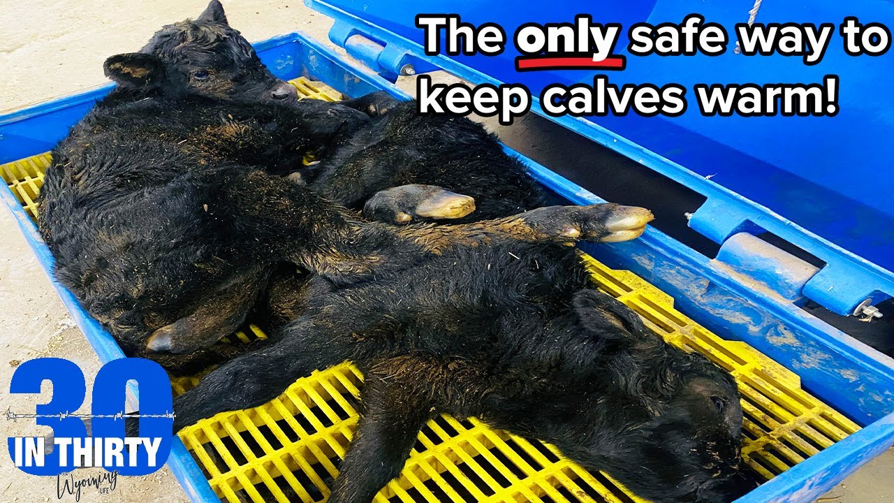 Twins + One- Saving Calves with MediHeat - 30 in 30 #7