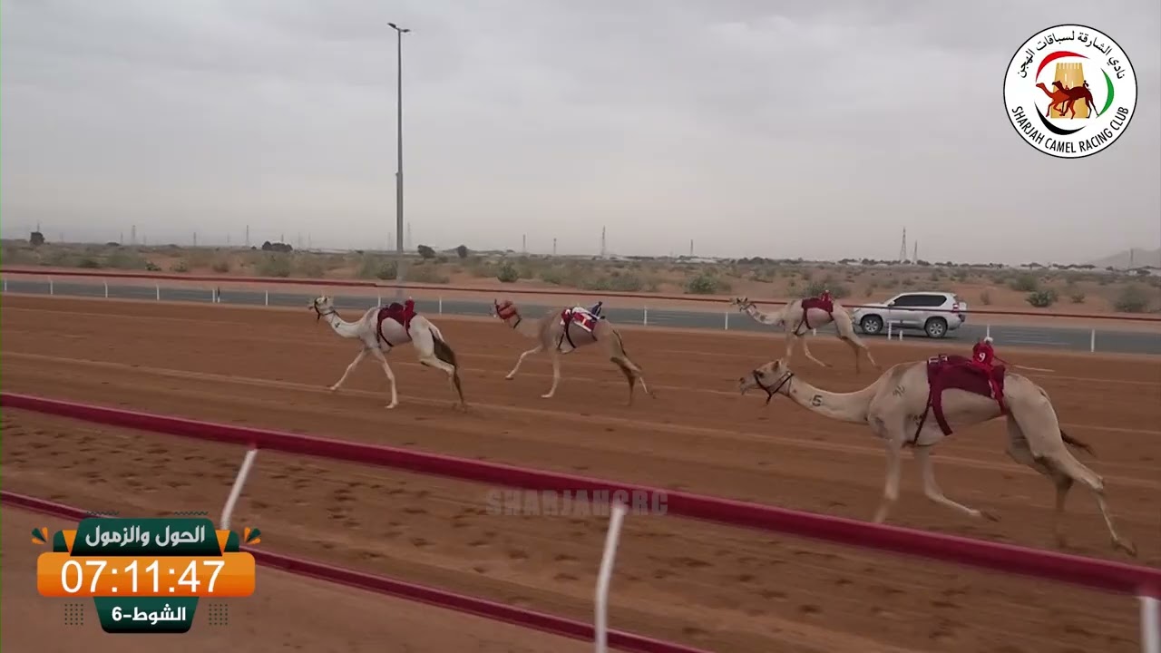 ميــدان الذيد - ش 6 الحول والزمول 25/01/2026 الشاهينية لـ هجن الرئاسة - المضمر- التوقيت: 13:30:66