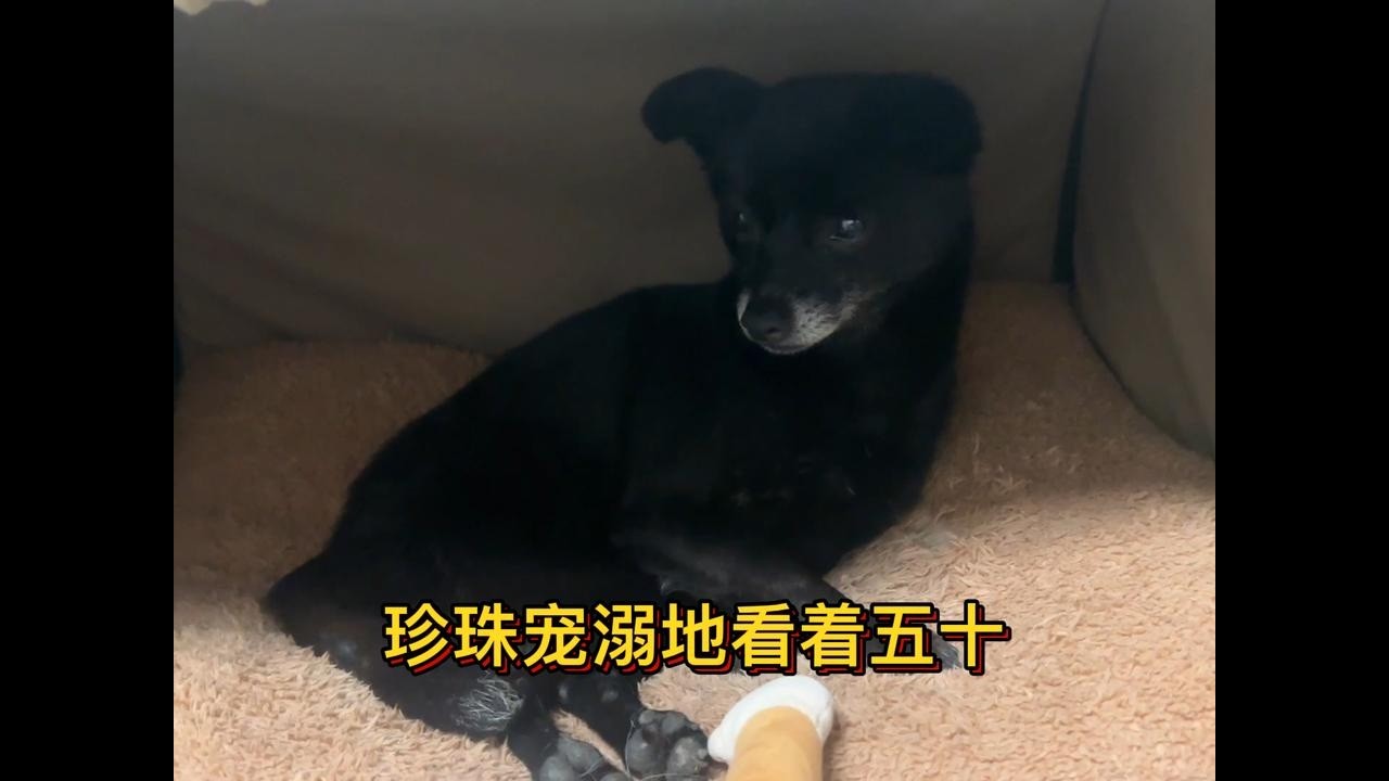 收养的残疾流浪狗，一脸宠溺地看着她捡回来的小流浪狗，真疼他