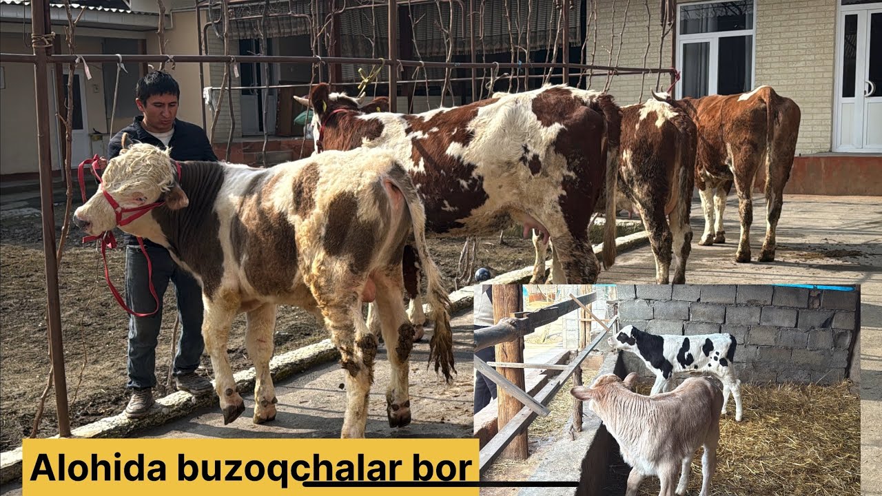 Ras poroda ona bola buġoz sigirlar yosh buqa hamda buzoqchalar 