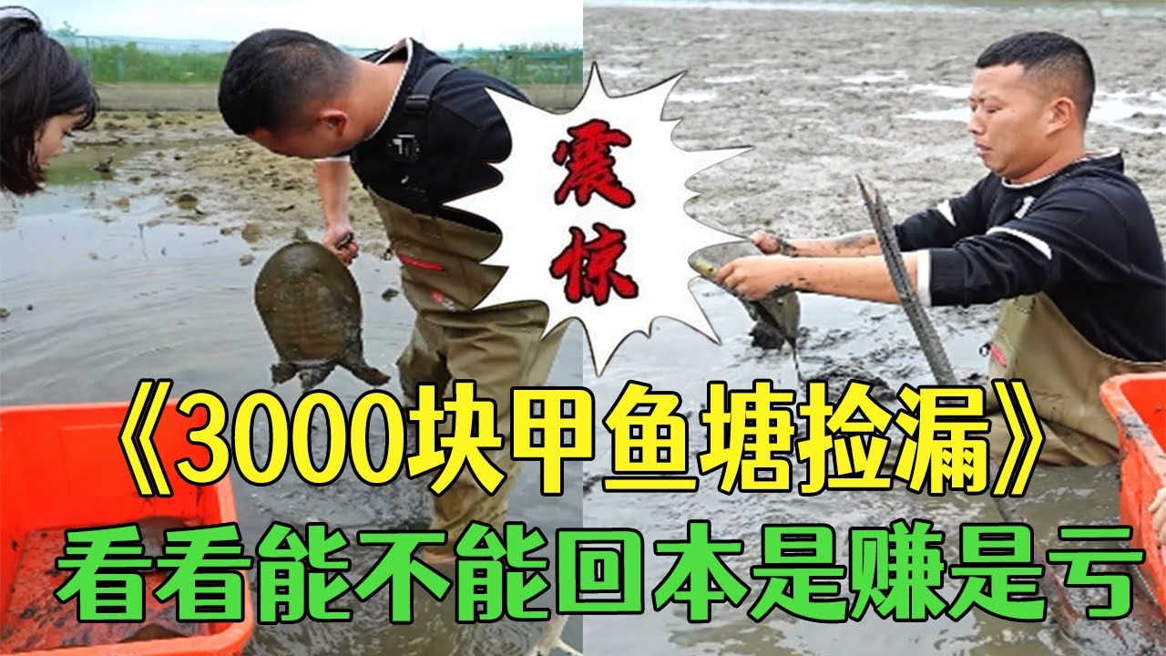 花3000塊在甲魚養殖塘撿漏，看看能不能回本是賺是虧 #小飛哥#護外 #包塘 #鄉村生活