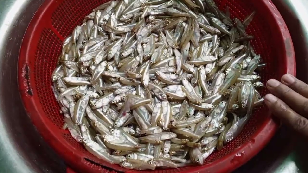 রোজা উপলক্ষে পুকুরের মাছ ধরা হলো 