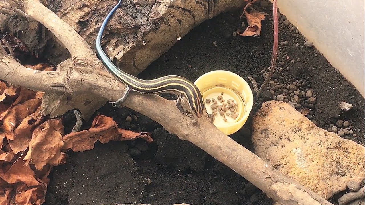 【ニホントカゲ】本日、2代目うつぼちゃんお休みにつき、ちびトカゲの餌やりの様子です 2026.02.08【かわいいトカゲ】