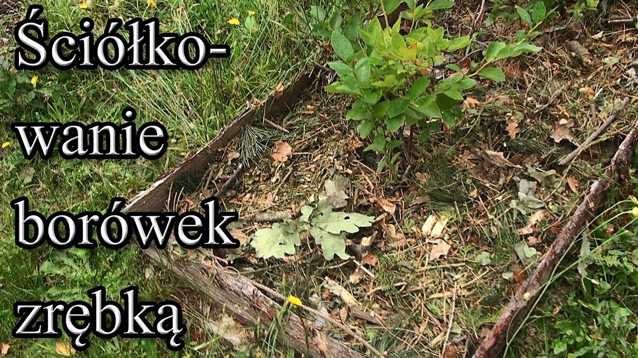 Ściółkowanie borówek zrębką mieszaną