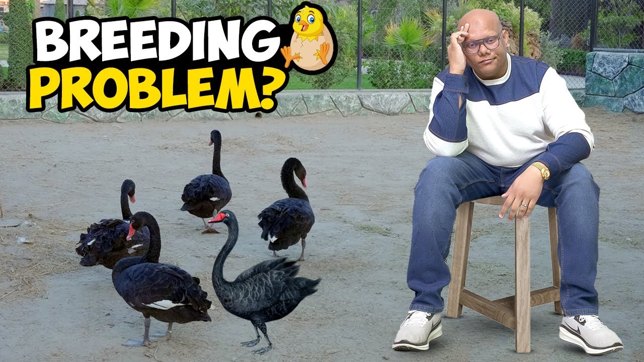 In k Babies Kyun Nahi Aa Rahe? Breeding Issues | BT Farm Stories