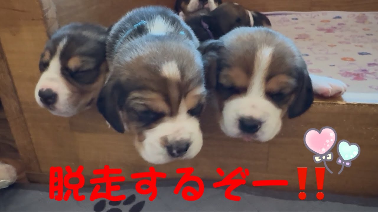 [ビーグル]脱走するパピーたち(ルビー)