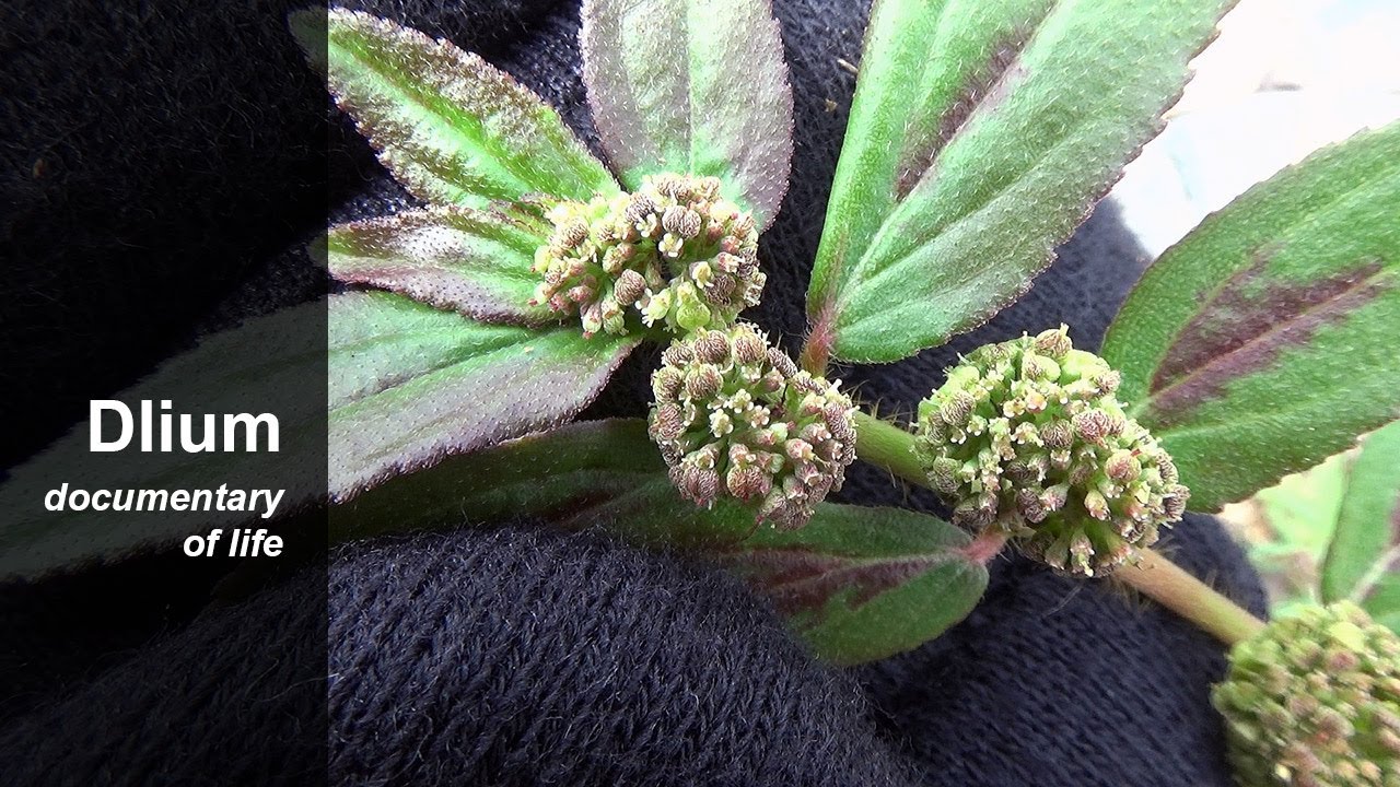 Asthma plant (Euphorbia hirta) - part 1