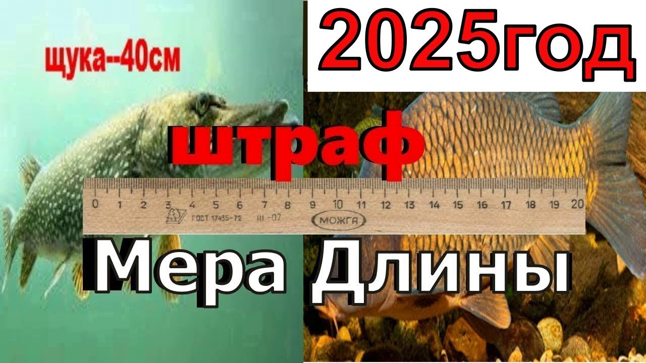 Норма вылова рыбы 2025 Штраф за рыбалку 2025 Размер рыб для вылова Рыболовные правила 2025