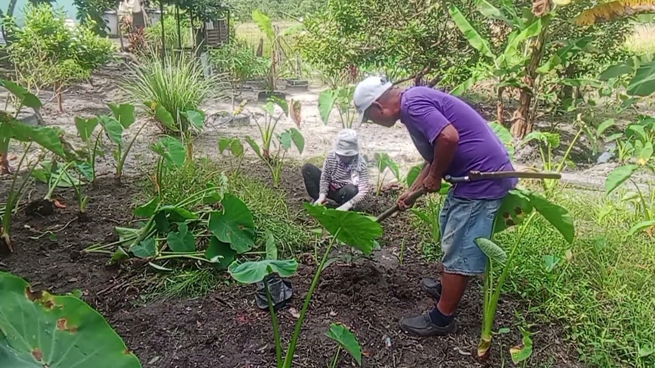 NANAM POKOK BUAH KRISTAL.
