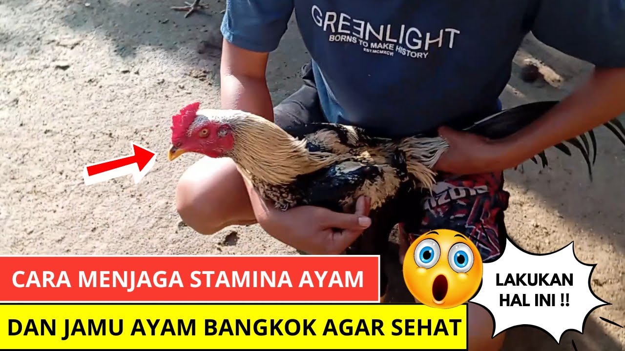 Cara Lengkap Menjaga Stamina Ayam & Jamu Ayam Bangkok Agar Sehat