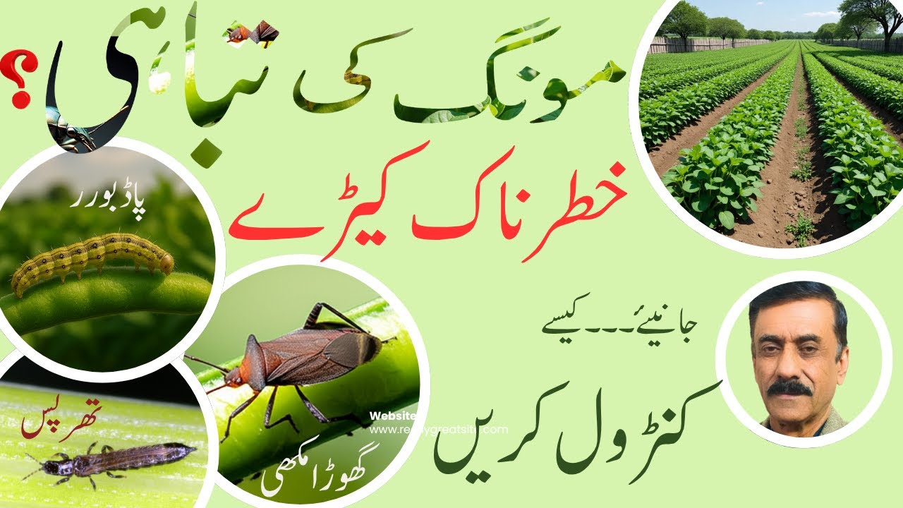How to Control Spinola Bug, Pod Borer and Thrips in Mung Crop | Best Insecticides for Pests of Mung.