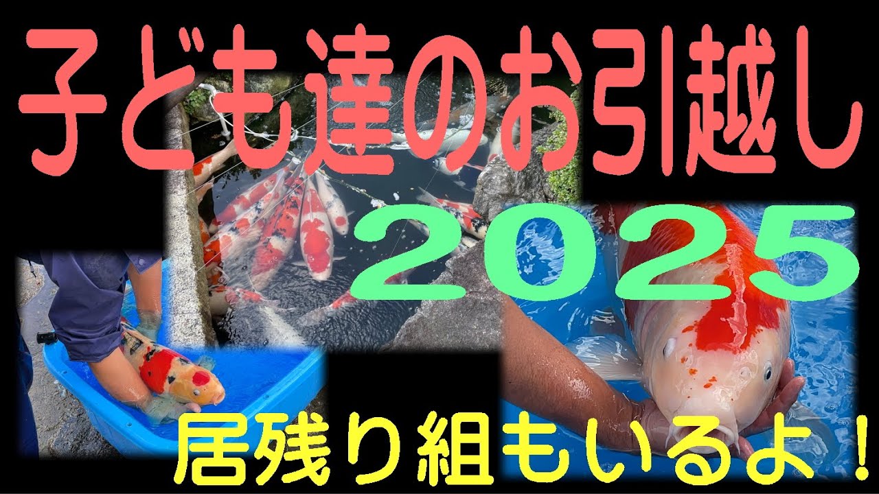 子ども達のお引越し！（2025越冬準備完了）