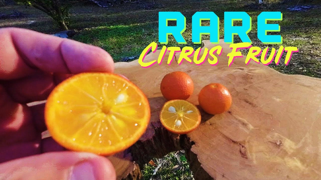 Цитрандарин с лучшим вкусом 🍊US-942 ❄️ Sunki Mandarin x Flying Dragon Hybrid - 🐉 Dragon Mandarin 💪🍊