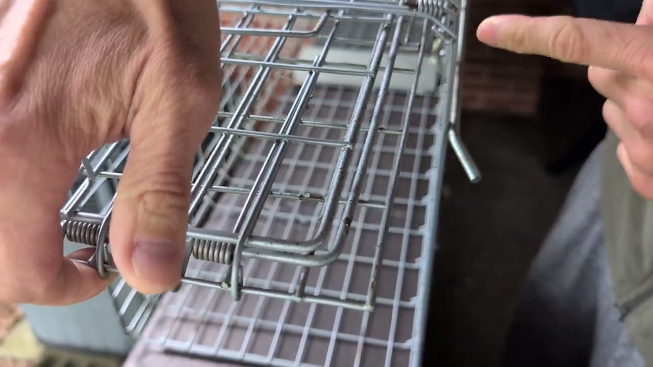 Using the HaveAHeart, or harbor freight, humane animal trap