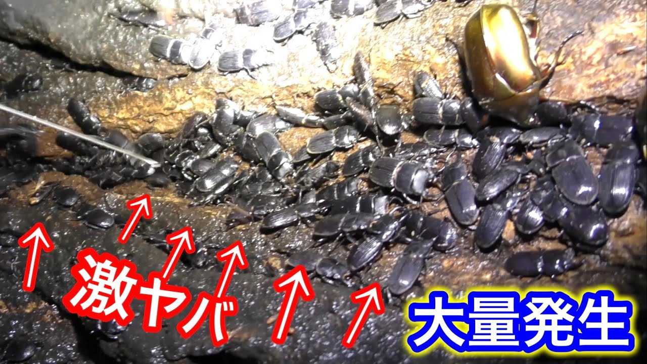 【大量発生】激ヤバ❗️どんどん増えるクワガタ祭り‼️【脅威】名古屋市【東海地区】