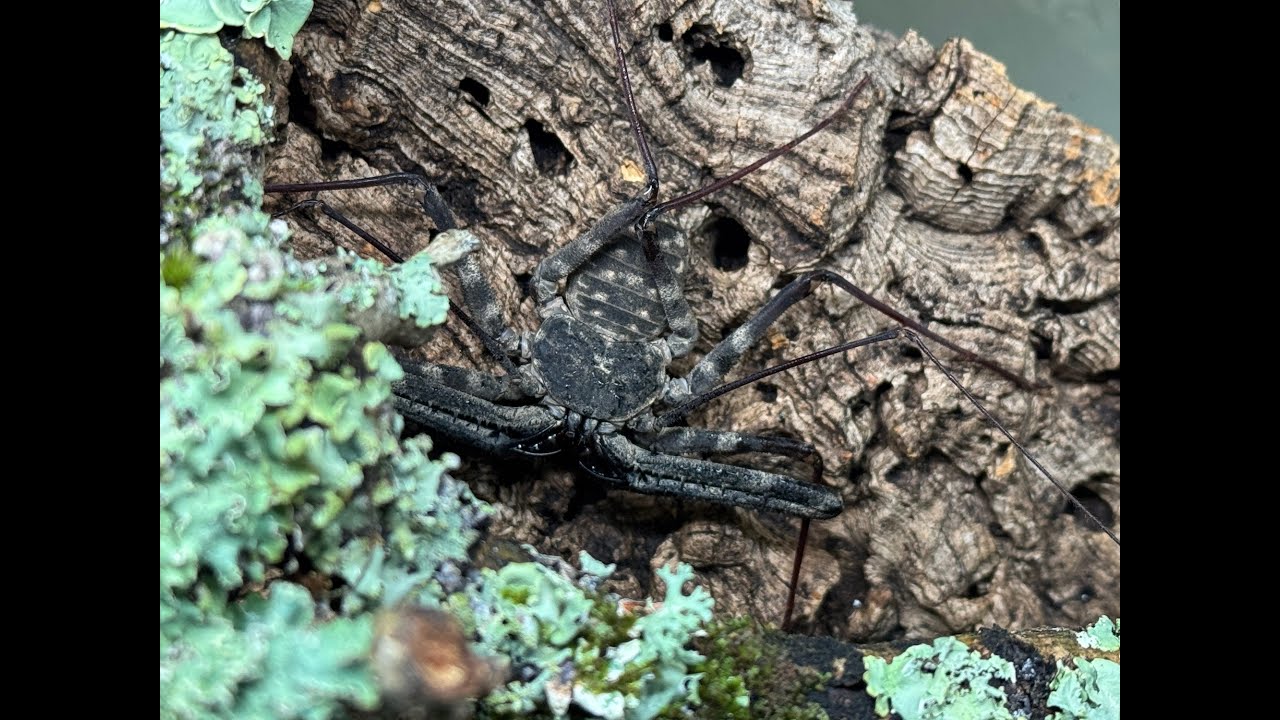 Damon johnstoni, Giant Tailess Whip Scorpion  rehouse and care