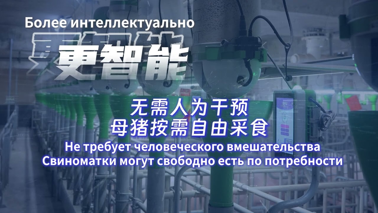 【RU】FPF Precision Feeding of Sows——Точное кормление ， следи за каждой свиноматкой#farming #farmlife