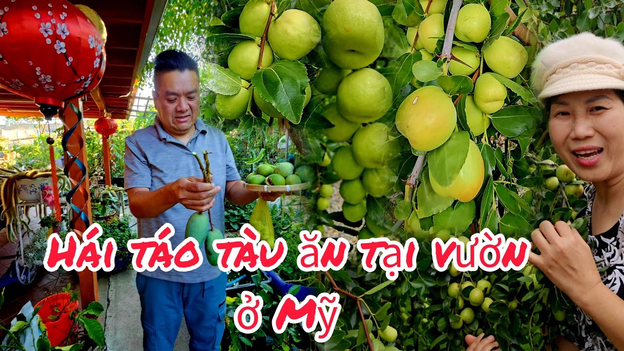 Hái táo tàu ăn tại vườn nhà hàng xóm, trồng sapôchê nam có trái quanh năm 