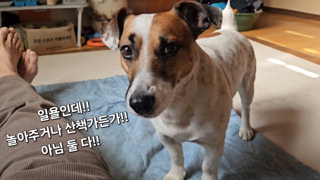 [잭러셀테리어]@추워도!!_일욜일인데!!