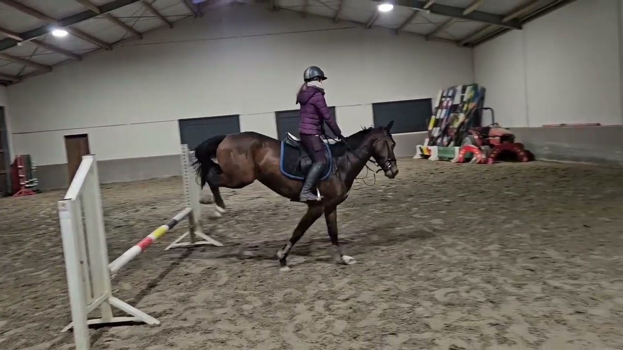 6yr Gelding kanjer