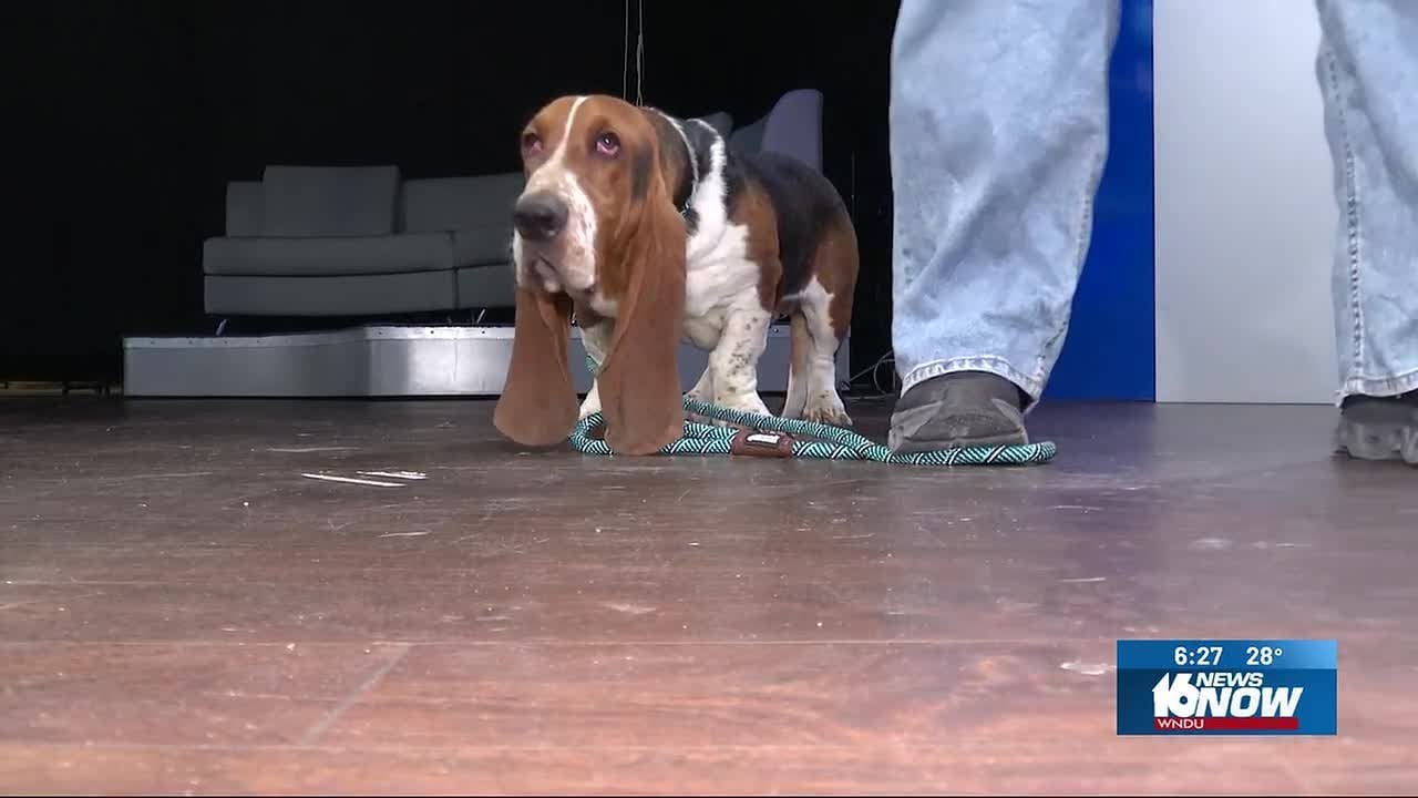 Basset hound from Elkhart County rescue group wins ‘Pupularity Contest’ ahead of Puppy Bowl