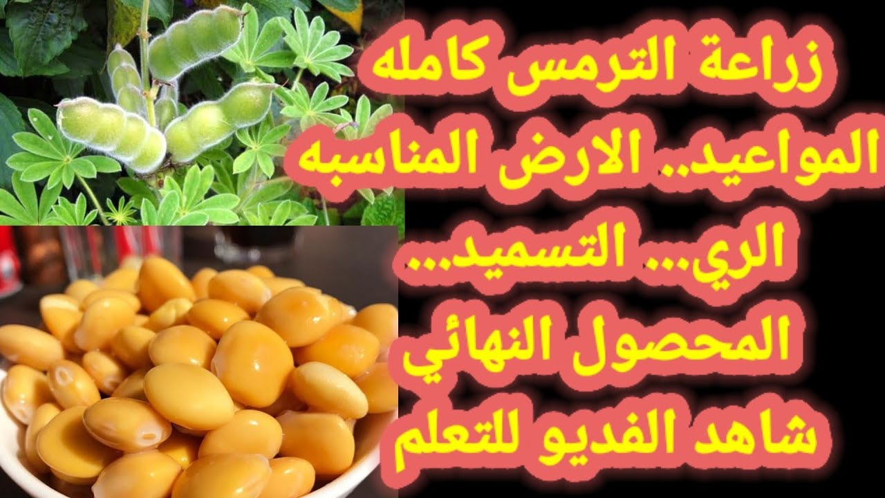 زراعة الترمس كامله المواعيد الارض المناسبه الري التسميد المحصول شاهد الفديو