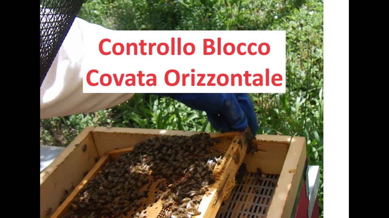 Controllo Blocco Covata Orizzontale per Trattamento Varroa
