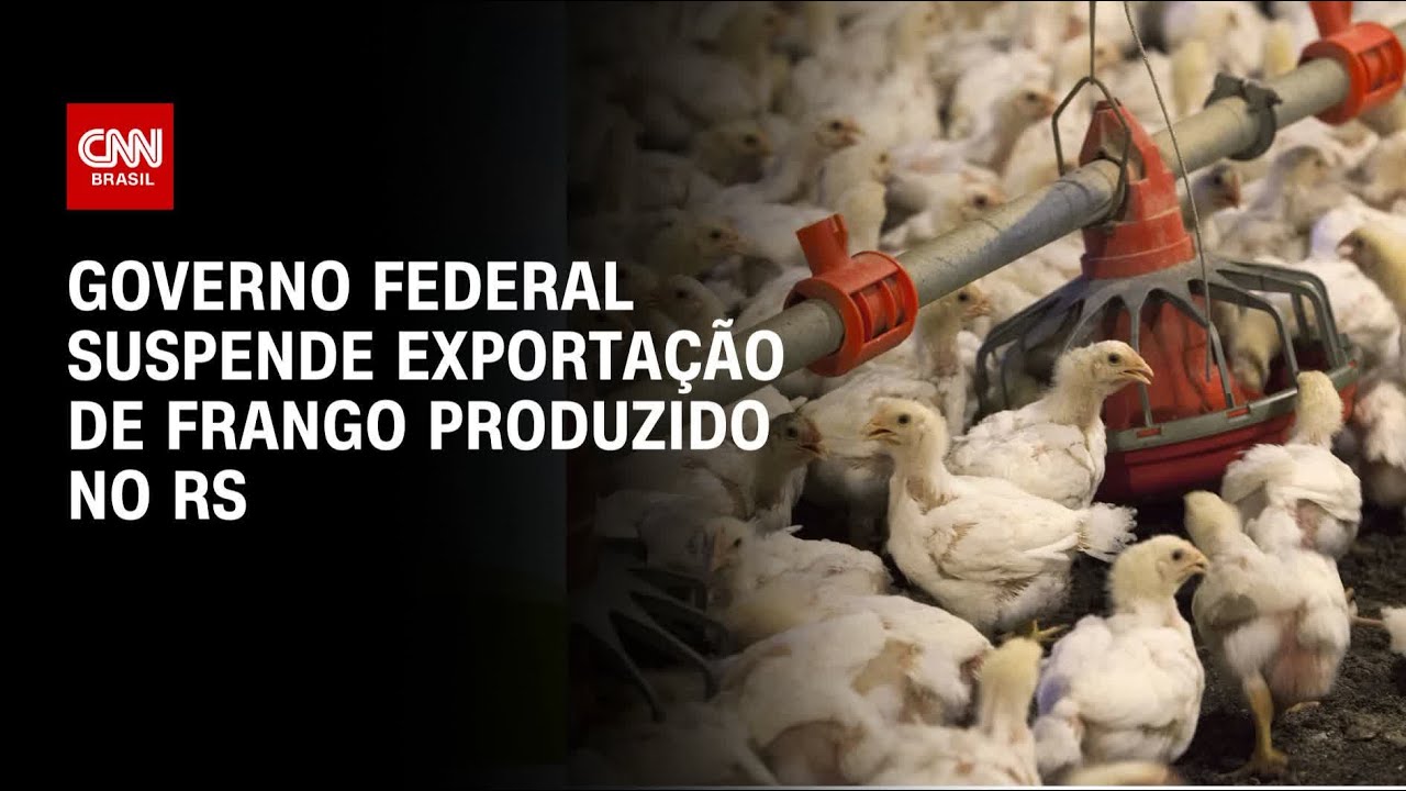 Gripe aviária: Governo federal suspende exportação de frango produzido no RS | CNN 360º