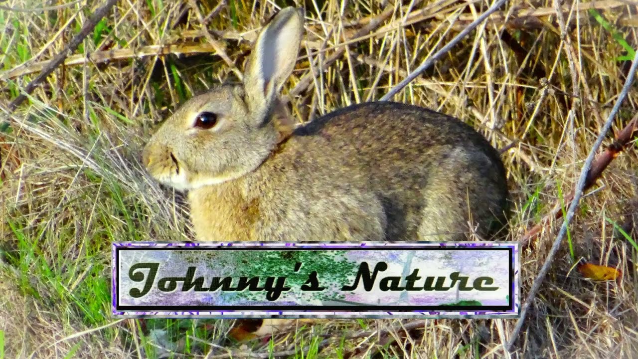 Wild Rabbits On Mitcham Common