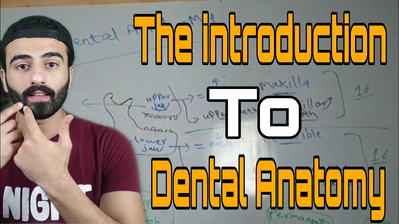 The introduction to dental anatomy 