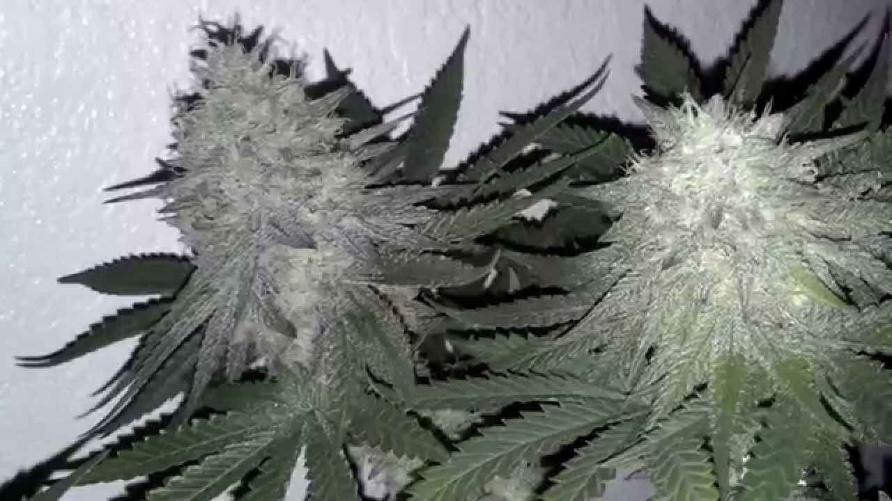 [=Kush Berry aka StrawBerry Tapout=]