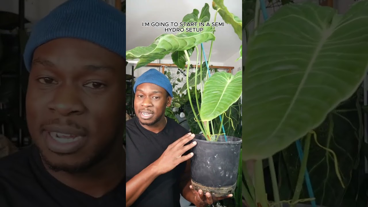 Day 29 - Anthurium Veitchii #plants #anthuriumplant #anthuriumlovers