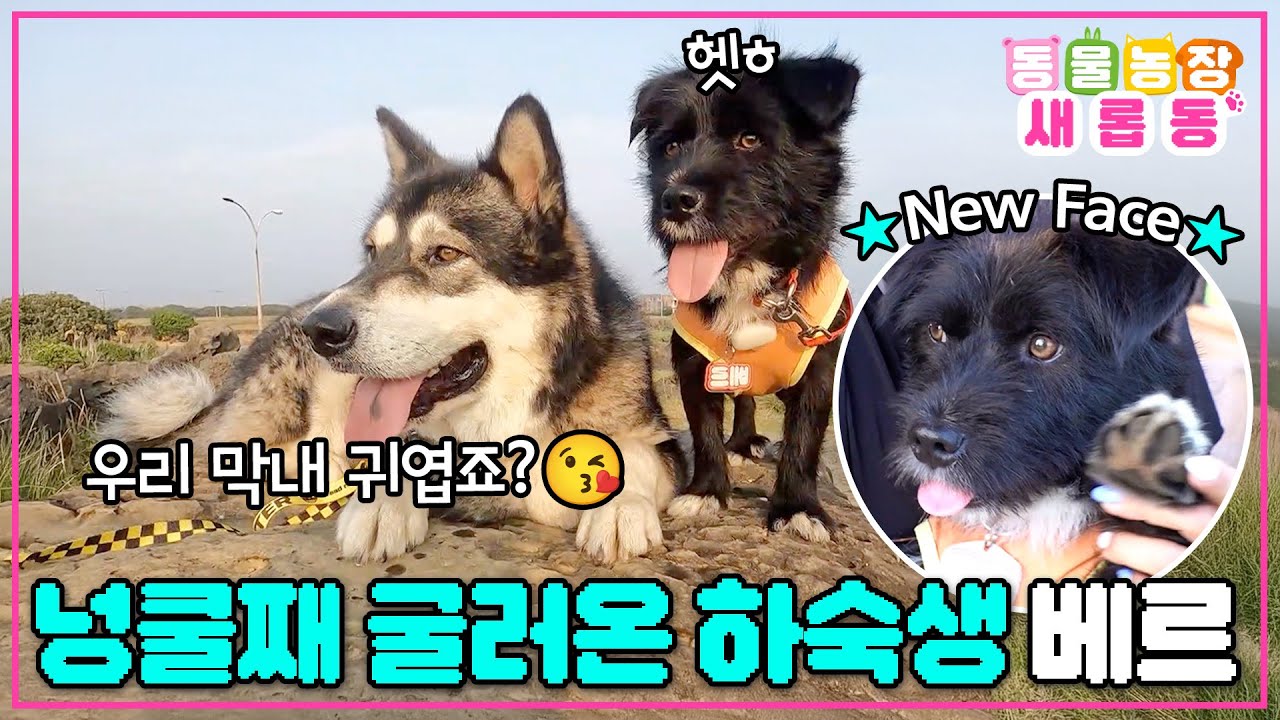 [#새롭동물농장] 이제 행복해질 일만 남았다!😍 넝쿨째 굴러온 막내 하숙생 베르🐶 / EP.1232 #TV동물농장 #AnimalFarm #SBSstory