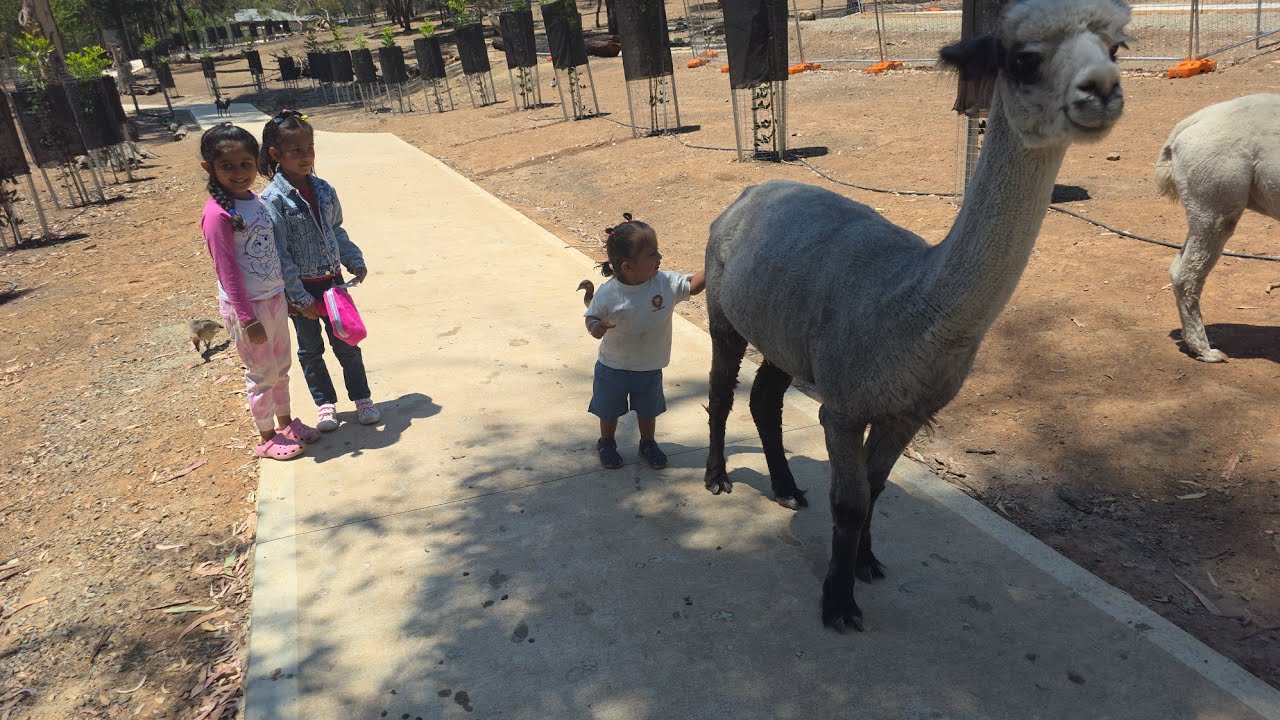 Rocking Horse Jan 2026