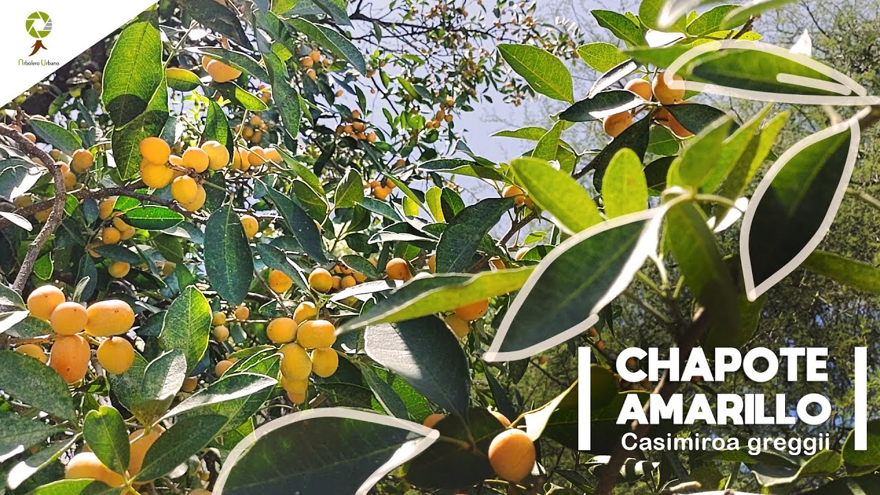 Chapote amarillo / Regio Flora