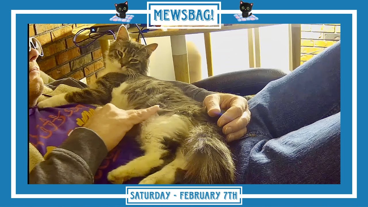 Mewsbag! С последними новостями! - Суббота, 7 февраля.