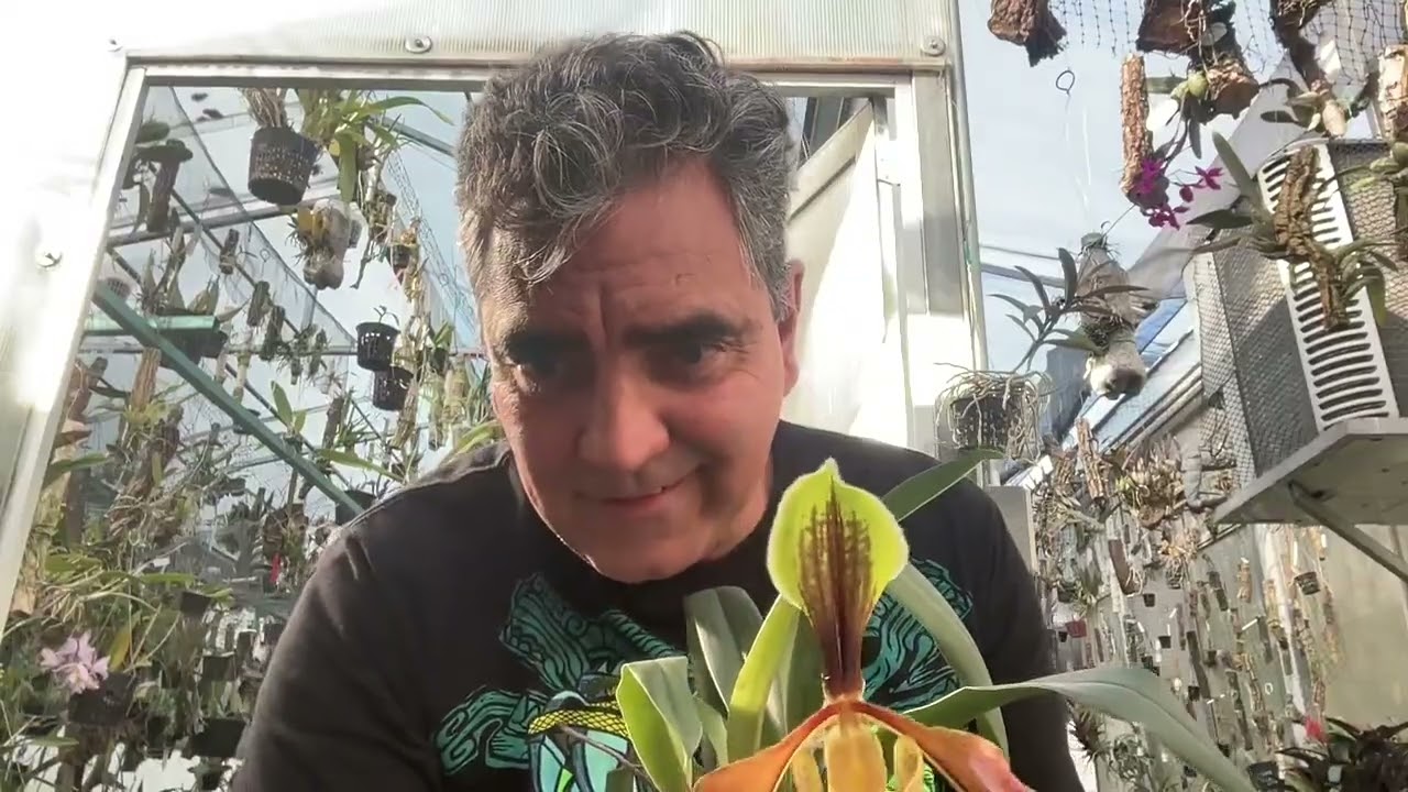 Orquídeas del 2 de febrero de 2026