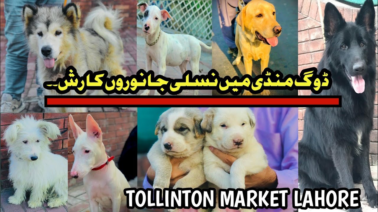 sunday exotic market Lahore dogs prize update ....ovember 9, 2025