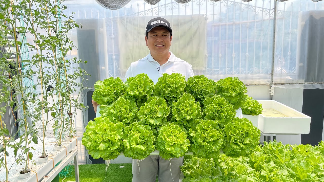 Which is better: Kratky, Semi-NFT/DFT, or NFT? (with english subtitle) | Nars Adriano