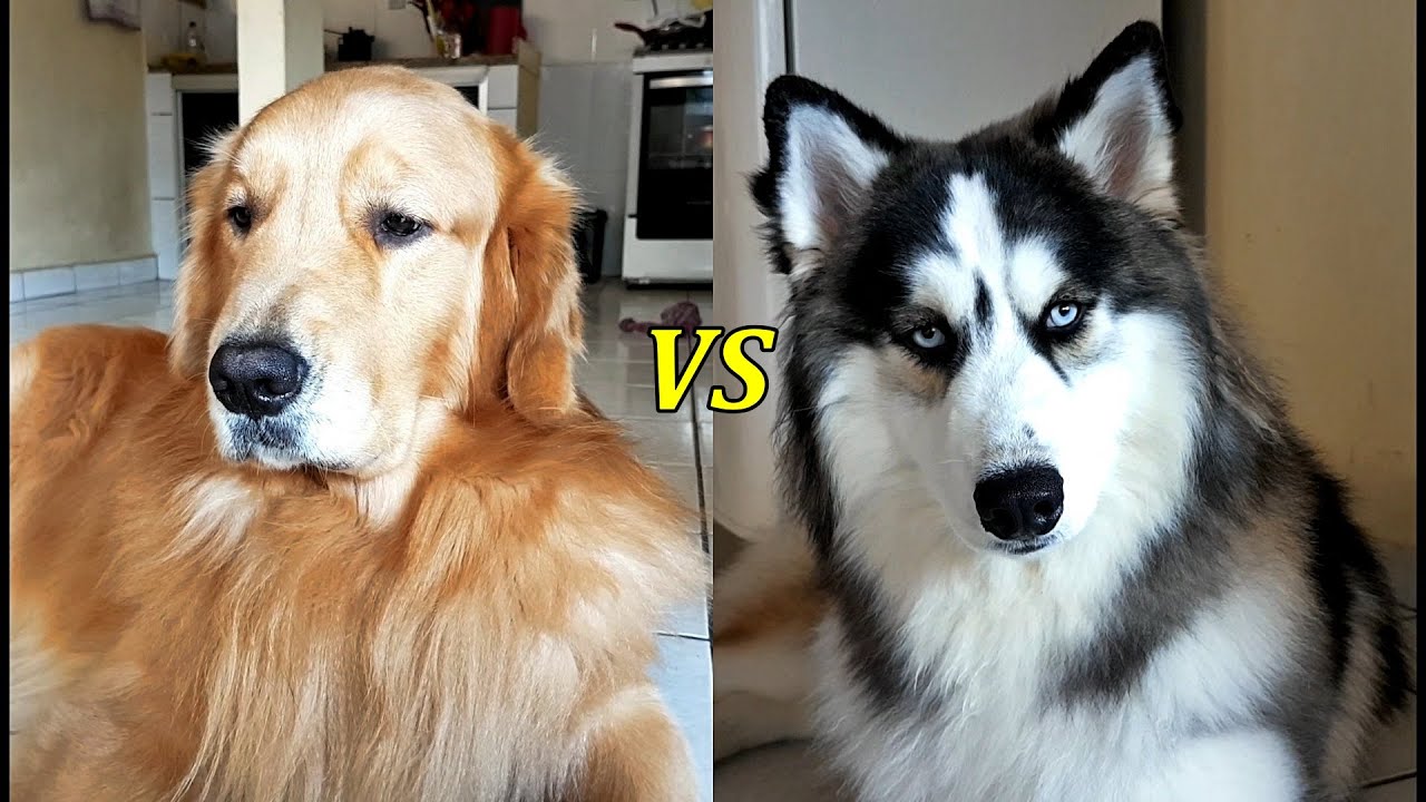 O quão diferente é um Golden Retriever de um Husky Siberiano dentro de casa??