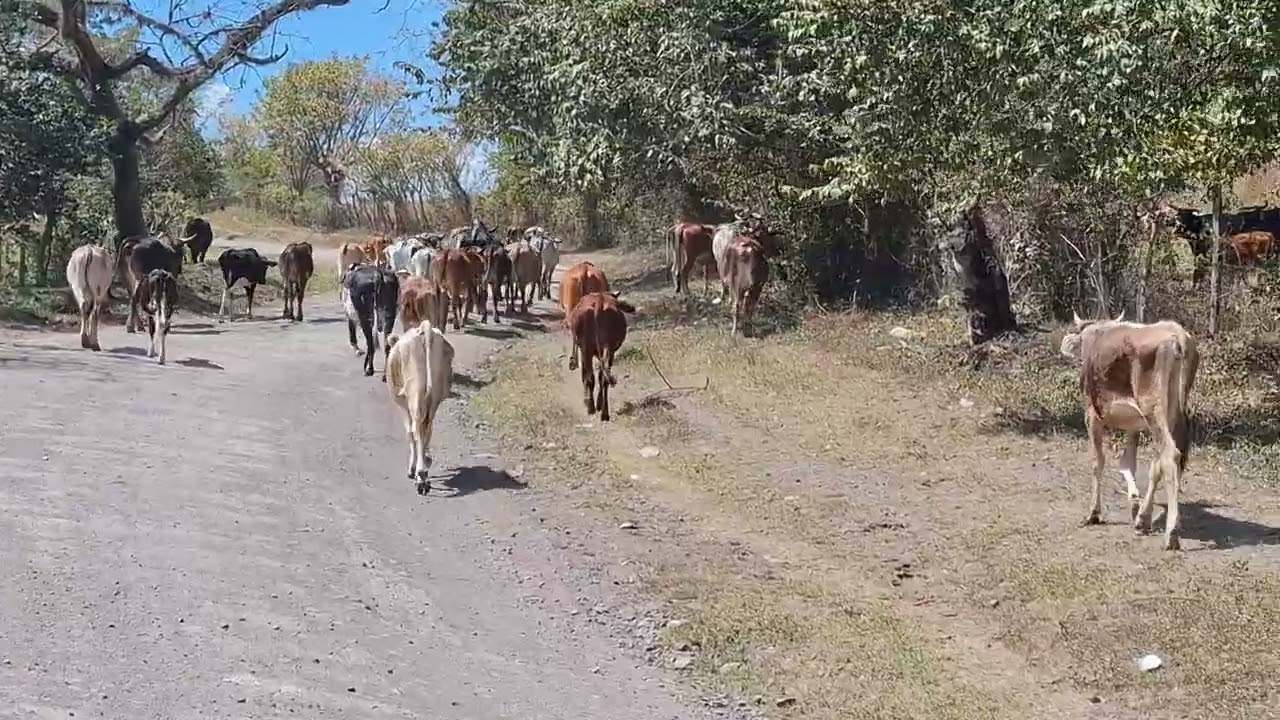 Aguar las vacas horras